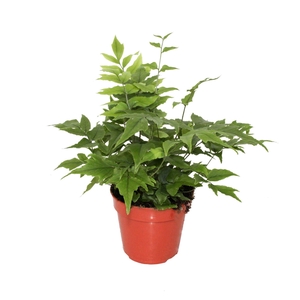 Cyrtomium fortunei clivicola