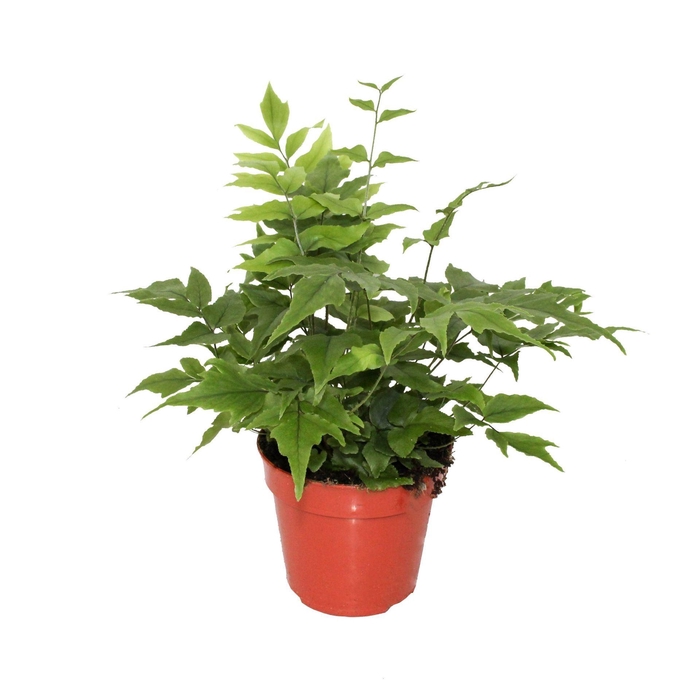 <h4>Cyrtomium fortunei clivicola</h4>