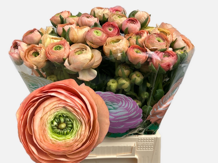 <h4>RAN EL SALMON</h4>