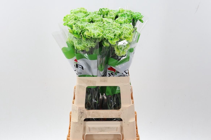 <h4>Di St Tinted Green</h4>