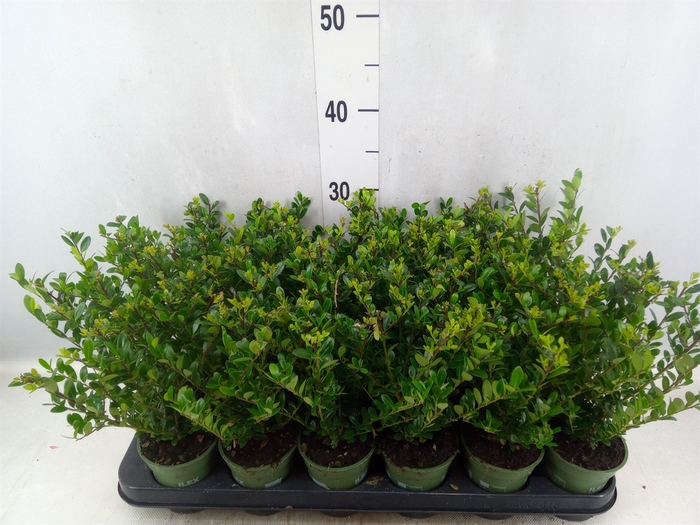 <h4>Ilex crenata 'Jenny'</h4>