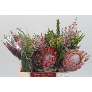 BQ Protea Cynaroides SFB