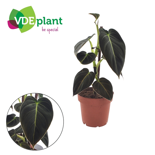 Philodendron Melanochrysum met Kratiste stok