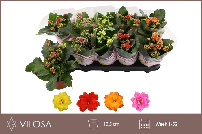 <h4>KAL GE GEM 4 KL</h4>