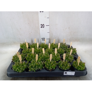 Hylocereus undatus