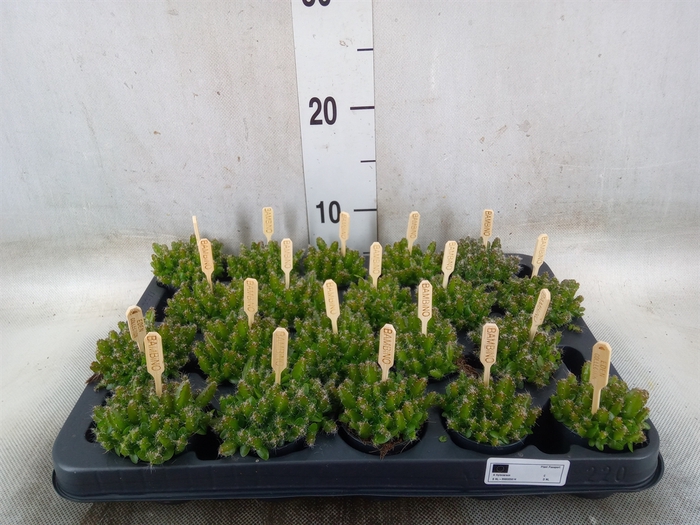 <h4>Hylocereus undatus</h4>
