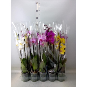 Phalaenopsis   ...mix  5