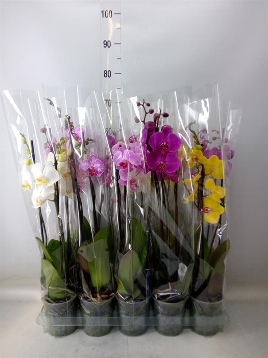<h4>Phalaenopsis   ...mix  5</h4>