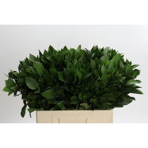 RUSCUS HYPOPHYLLUM