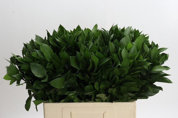 <h4>RUSCUS HYPOPHYLLUM</h4>