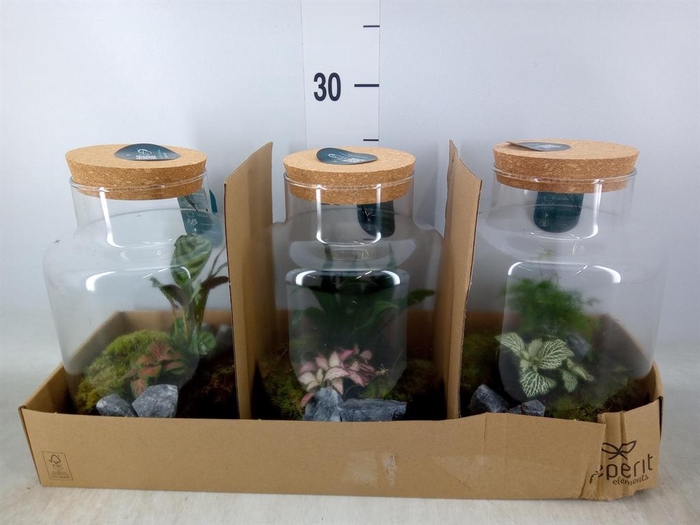 <h4>Arr.    Planten  H%</h4>