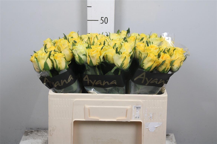 <h4>R Gr Golden Smile</h4>