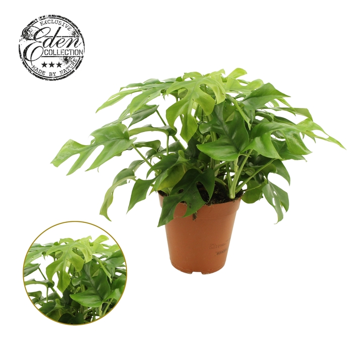 <h4>Monstera Minima 15cm</h4>