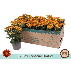 Chrysant Special HoiHoi in SV.Box