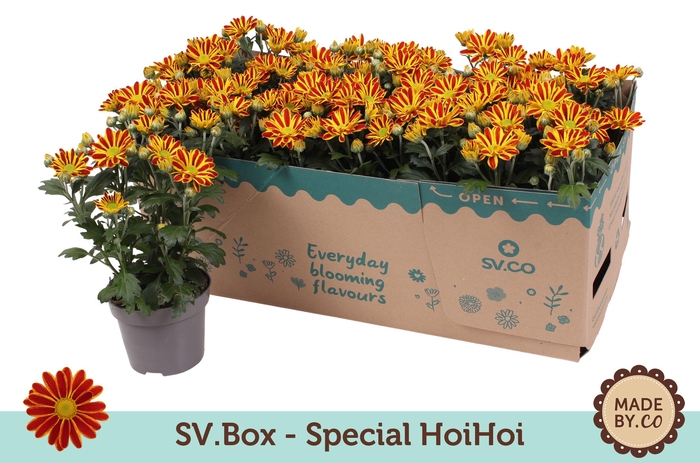 <h4>Chrysant Special HoiHoi in SV.Box</h4>