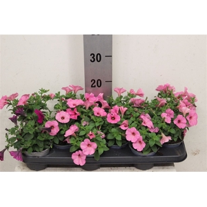 Pet Rose Vein Surfin