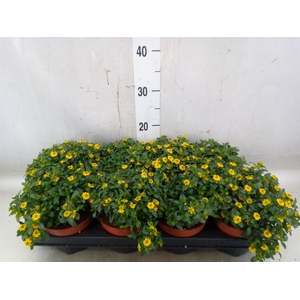 Sanvitalia  'Yellow Beauty'