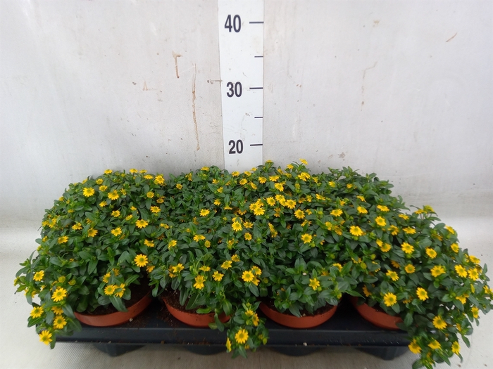 <h4>Sanvitalia  'Yellow Beauty'</h4>