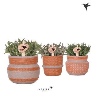 Kolibri Greens Rhipsalis mix in Ethnic pot terracotta mix
