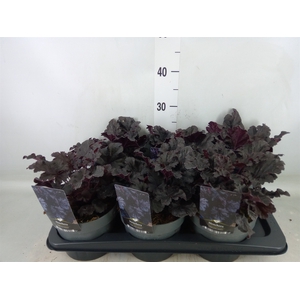 Heuchera   ...