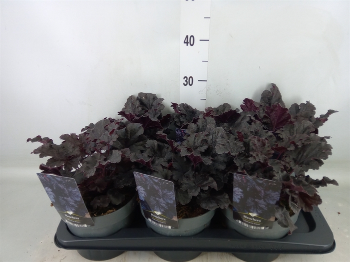 <h4>Heuchera   ...</h4>