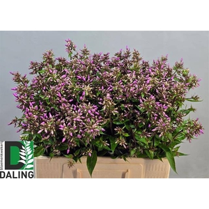 PHLOX P PINK EYES