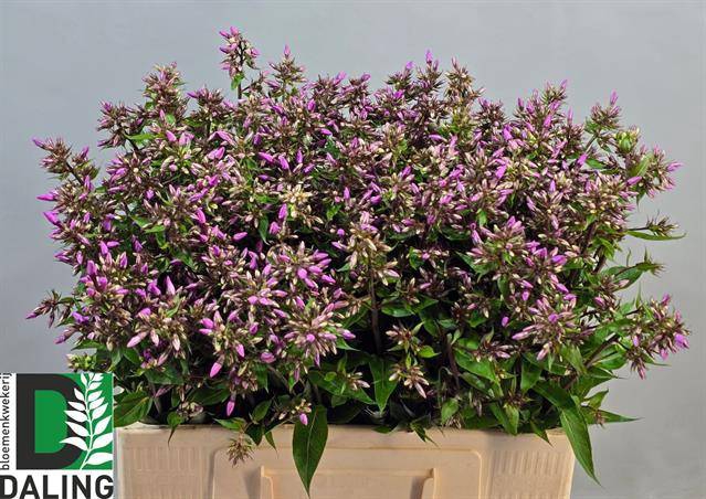 <h4>PHLOX P PINK EYES</h4>