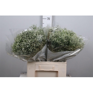 Lim Sin Clear Diamon Wit