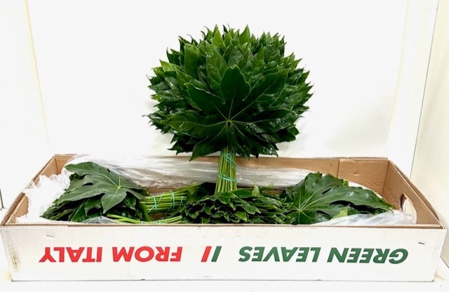 <h4>FATSIA JAPONICA BLAD</h4>