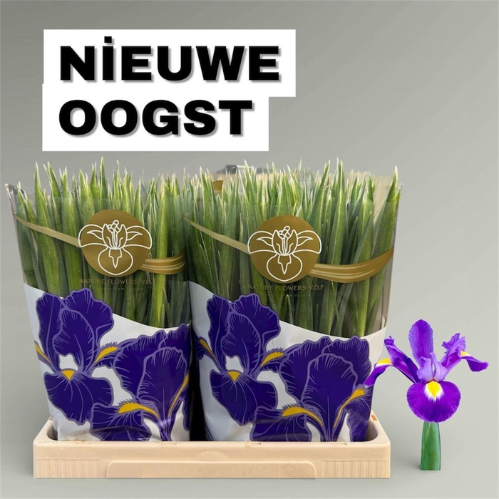<h4>Iris Blue Magic</h4>