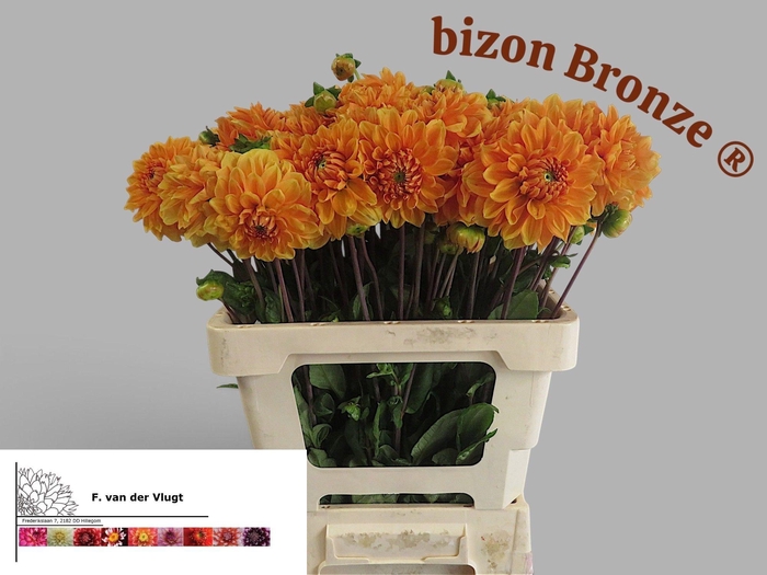 <h4>DAHL BIZON BRONS</h4>