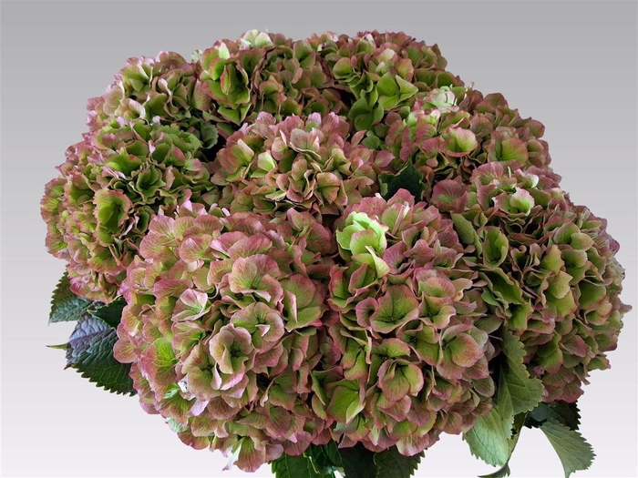 <h4>Hydr M Ch Verena Cl</h4>