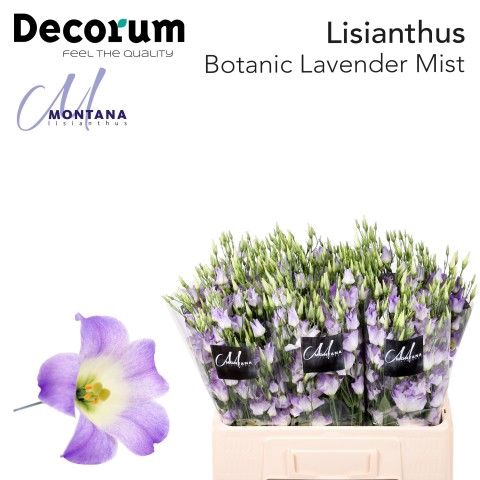 <h4>Eust Botanic Lavender Mist 60 cm Montana</h4>