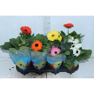 GERBERA P14 MIN 3 FLS