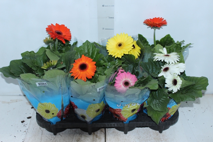 <h4>GERBERA P14 MIN 3 FLS</h4>