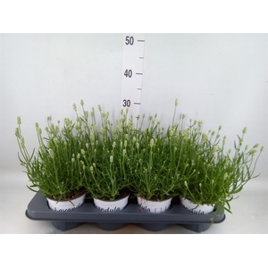 Lavandula interm. 'Edelweiss'