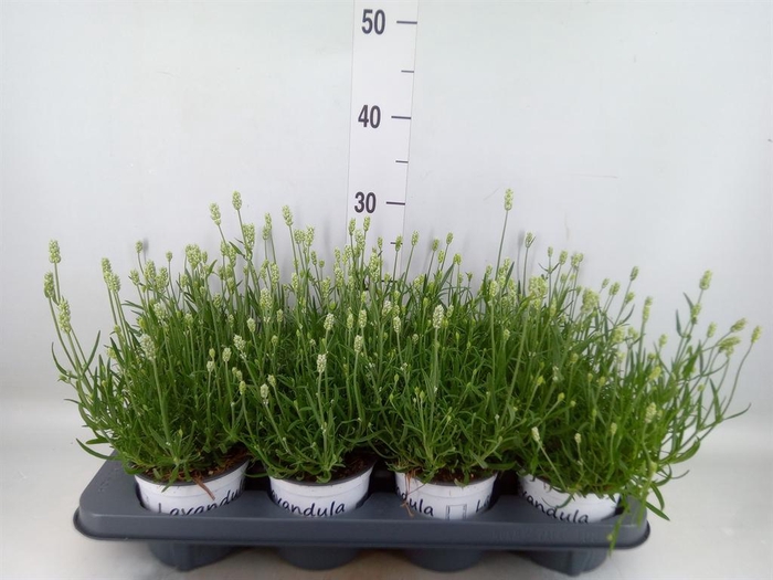 <h4>Lavandula interm. 'Edelweiss'</h4>