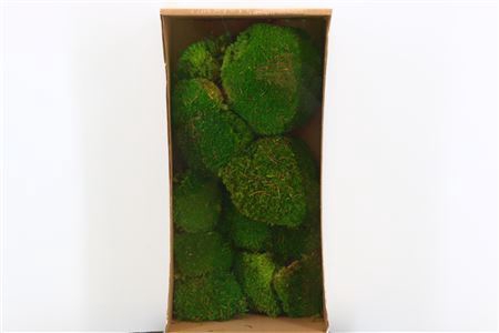 <h4>Pres Ball Moss 10pc L Green Box</h4>