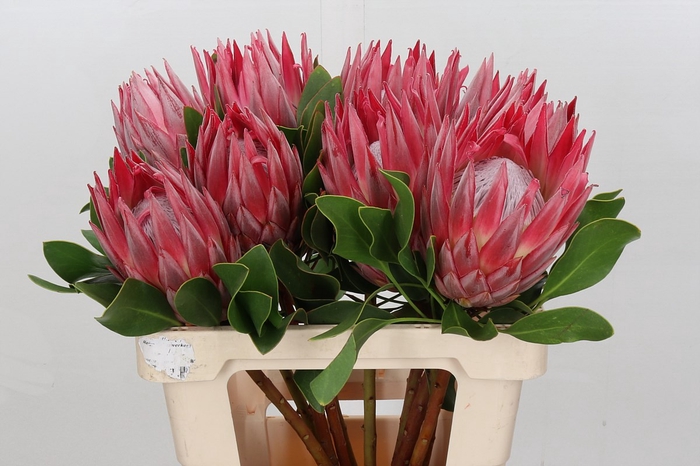 <h4>Protea Cynaroides Stellar</h4>