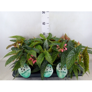 Begonia BD 'Double Dot'