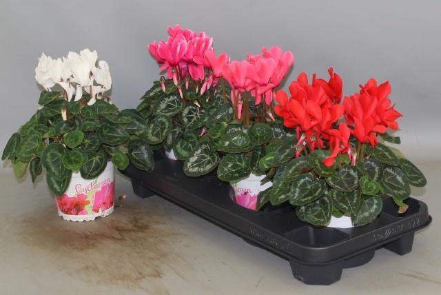 <h4>CYCL GR SUP XL</h4>