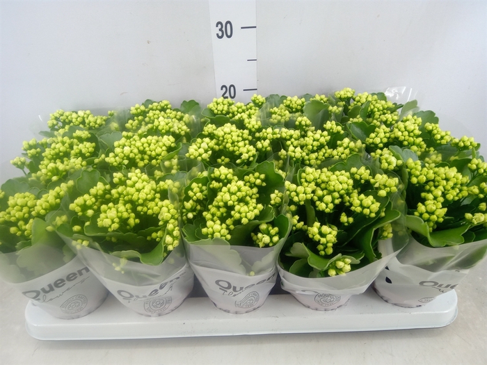 <h4>Kalanchoe blos. 'RosFlow Sia'</h4>