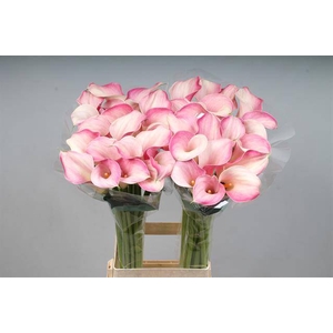 Calla Blushing Lady Kallaland