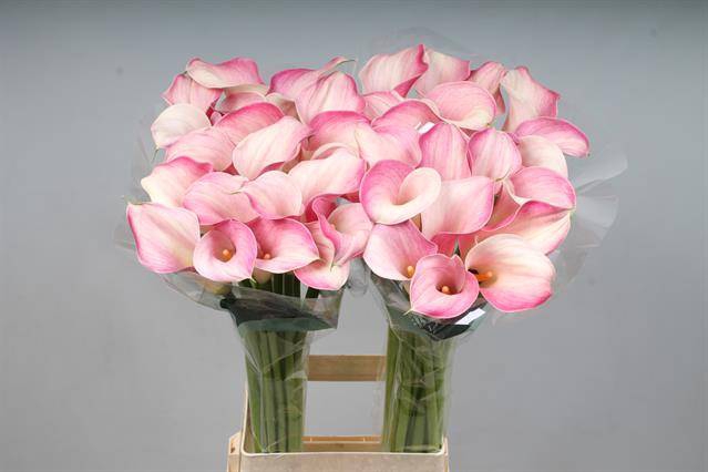 <h4>Calla Blushing Lady Kallaland</h4>