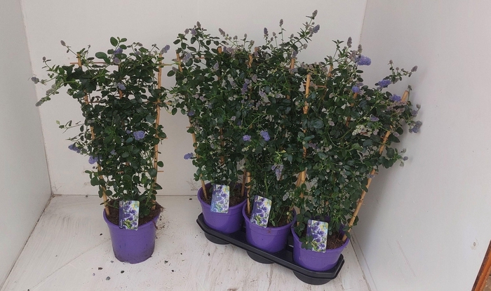 <h4>CEAN TH REPENS</h4>