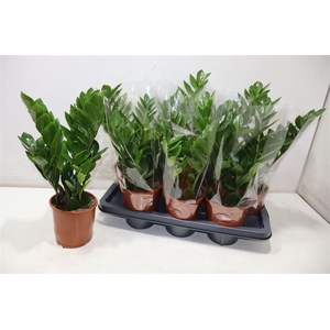 Zamioculcas Zamiifol