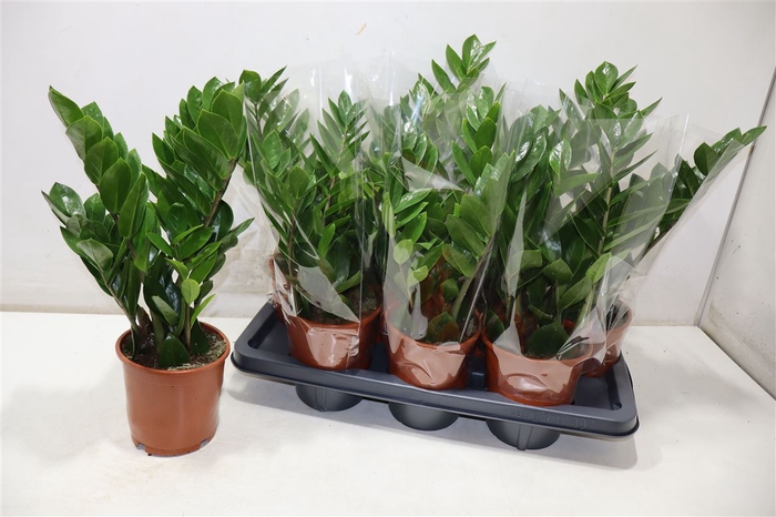 <h4>Zamioculcas Zamiifol</h4>
