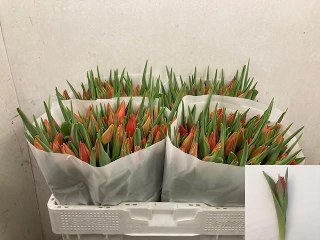 <h4>TU EN BEN FIRE</h4>