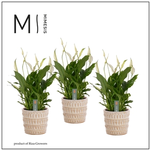 Spathiphyllum 13 cm Bellini in Feline - Rich Love