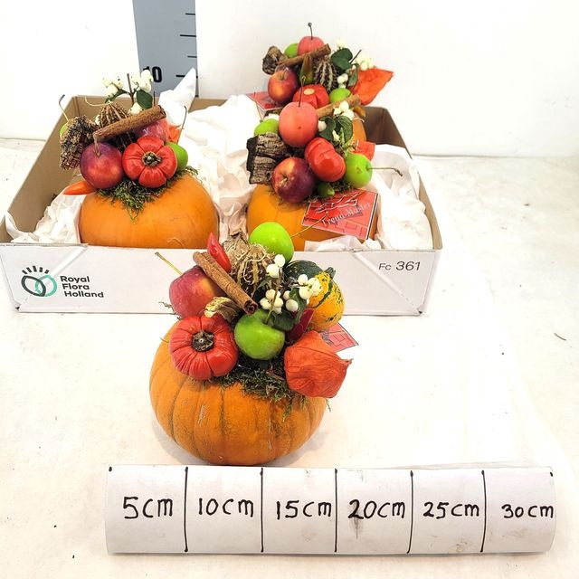 <h4>CUCURBITA OVERIG</h4>